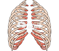 Bone thorax rear Icons, Symbols, Pictures, and Images