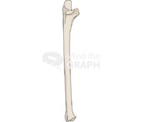 Bone ulna Icons, Symbols, Pictures, and Images