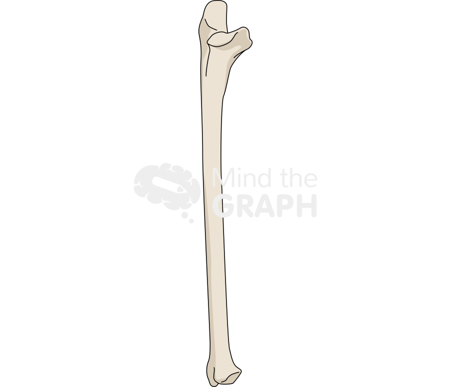 Bone ulna Icons, Symbols, Pictures, and Images