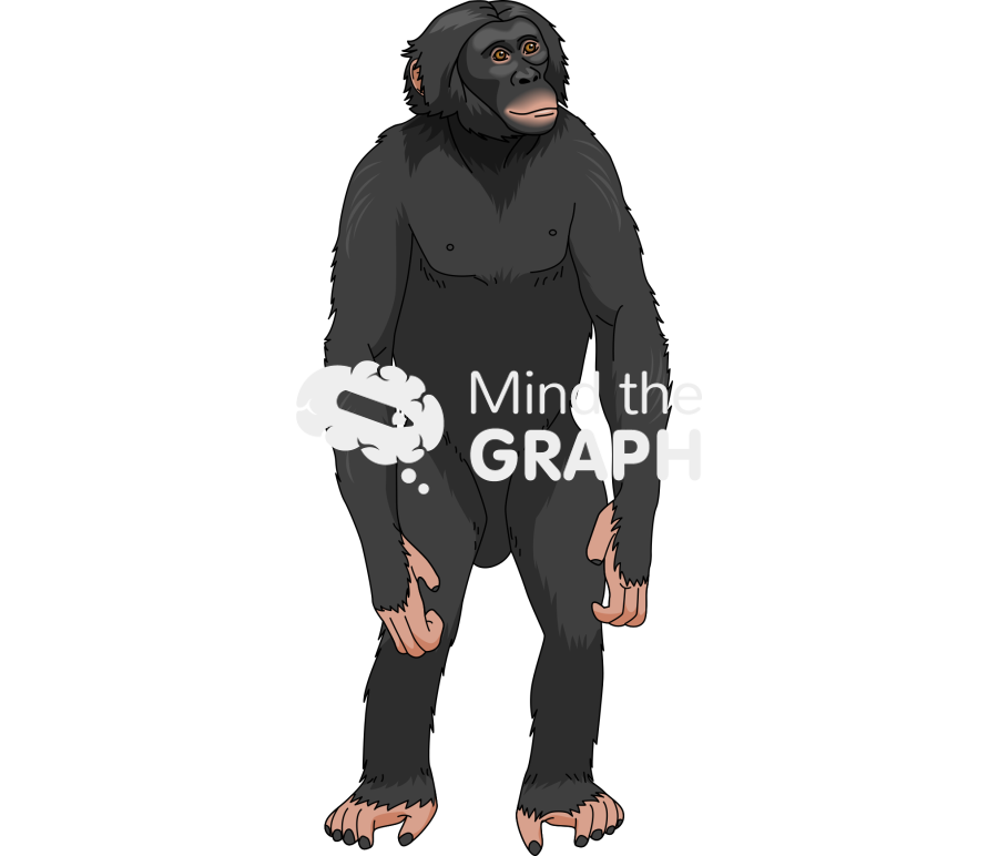 Bonobo Icons, Symbols, Pictures, and Images