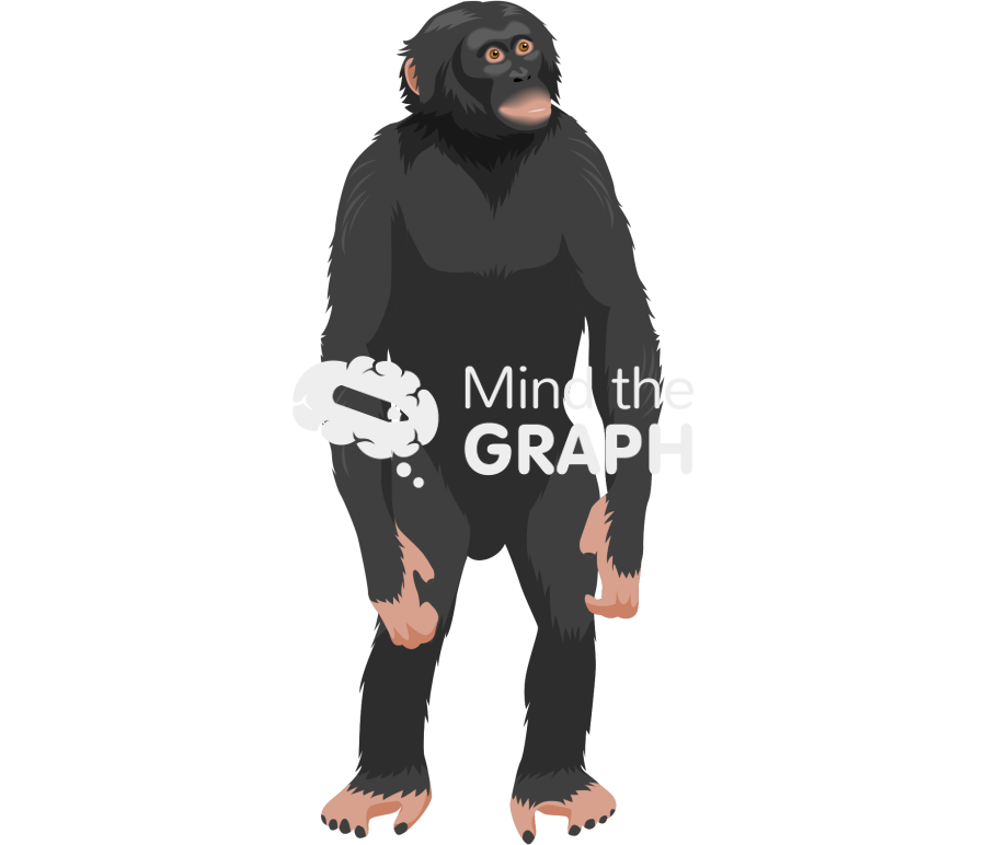 Bonobo Icons, Symbols, Pictures, and Images