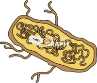 Bordetella pertussis 2 - Edit and Customize Icons of Bordetella pertussis 2 Bordetella pertussis 2 Icons, Symbols, Pictures, and Images