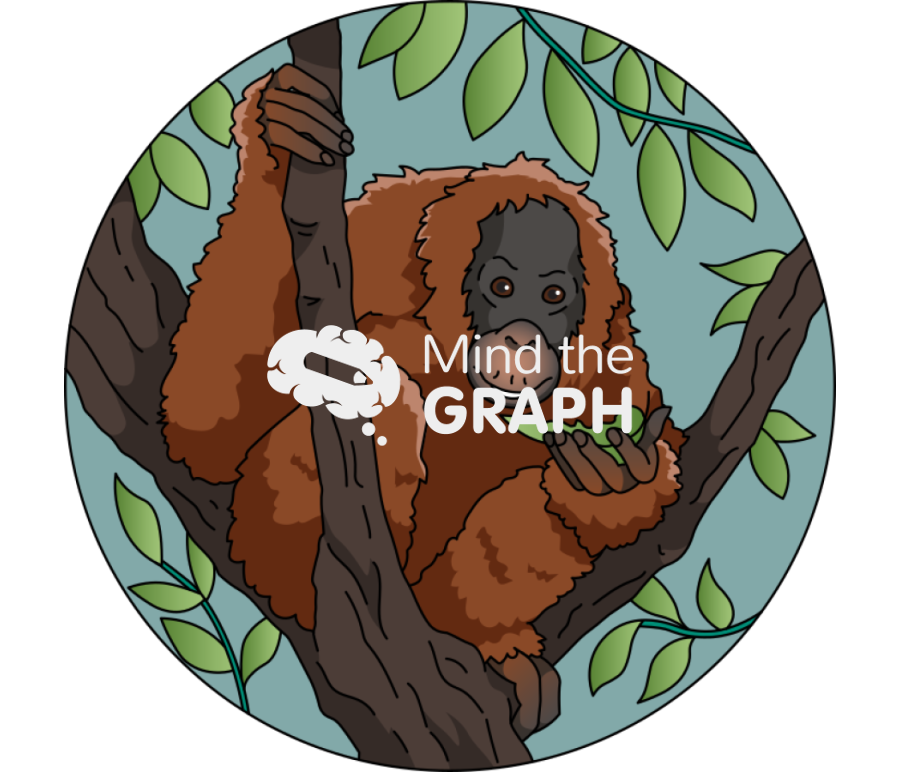 Bornean orangutan eating leaf zoom Icons, Symbols, Pictures, and Images
