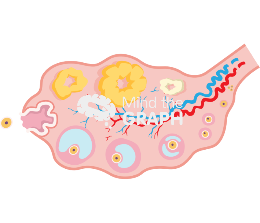 Bovine ovary cycle Icons, Symbols, Pictures, and Images