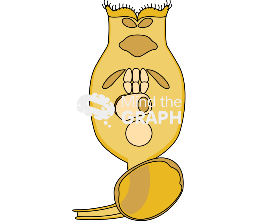 Brachionus plicatilis rotifer Icons, Symbols, Pictures, and Images