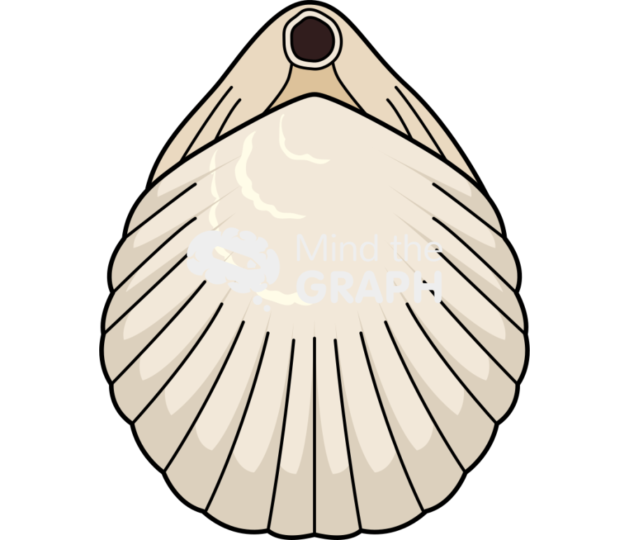 Brachiopod 1 back Icons, Symbols, Pictures, and Images