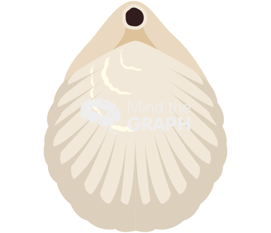 Brachiopod 1 back Icons, Symbols, Pictures, and Images