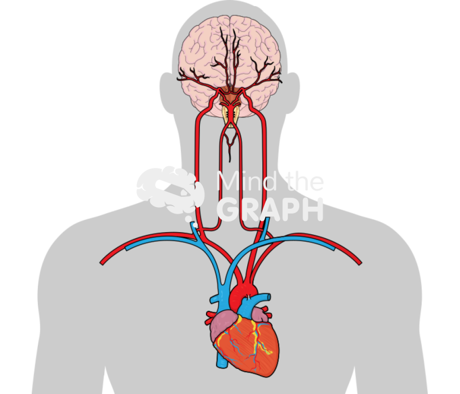 Brain arteries Icons, Symbols, Pictures, and Images
