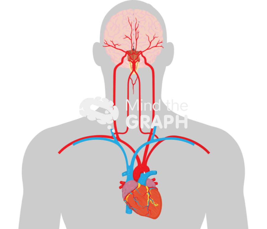 Brain arteries Icons, Symbols, Pictures, and Images