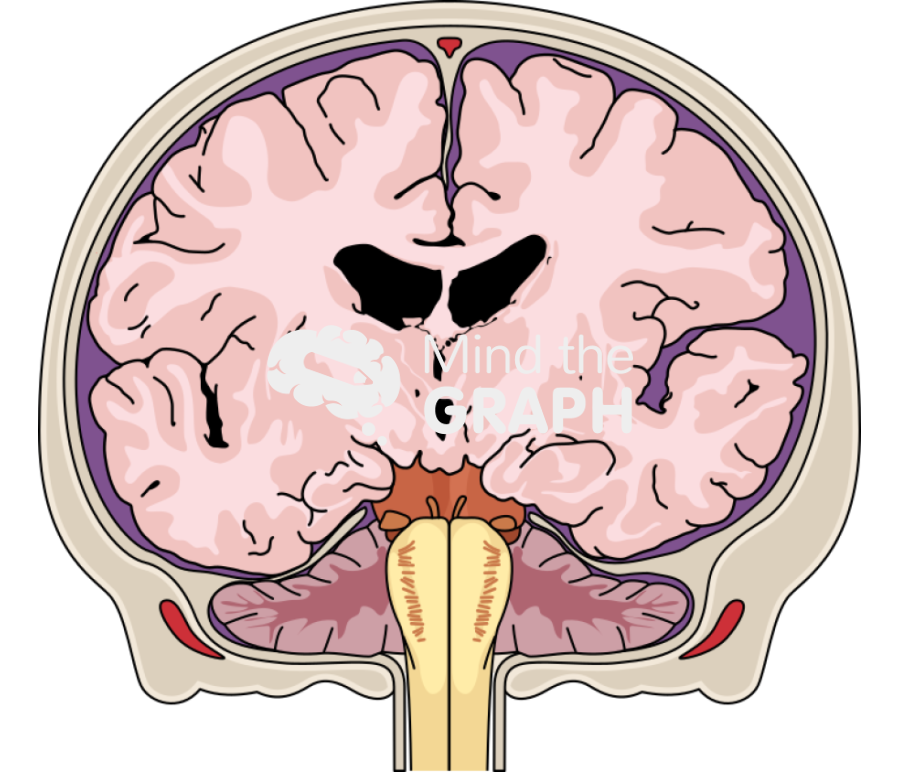 Brain branium cranium frontal cut Icons, Symbols, Pictures, and Images