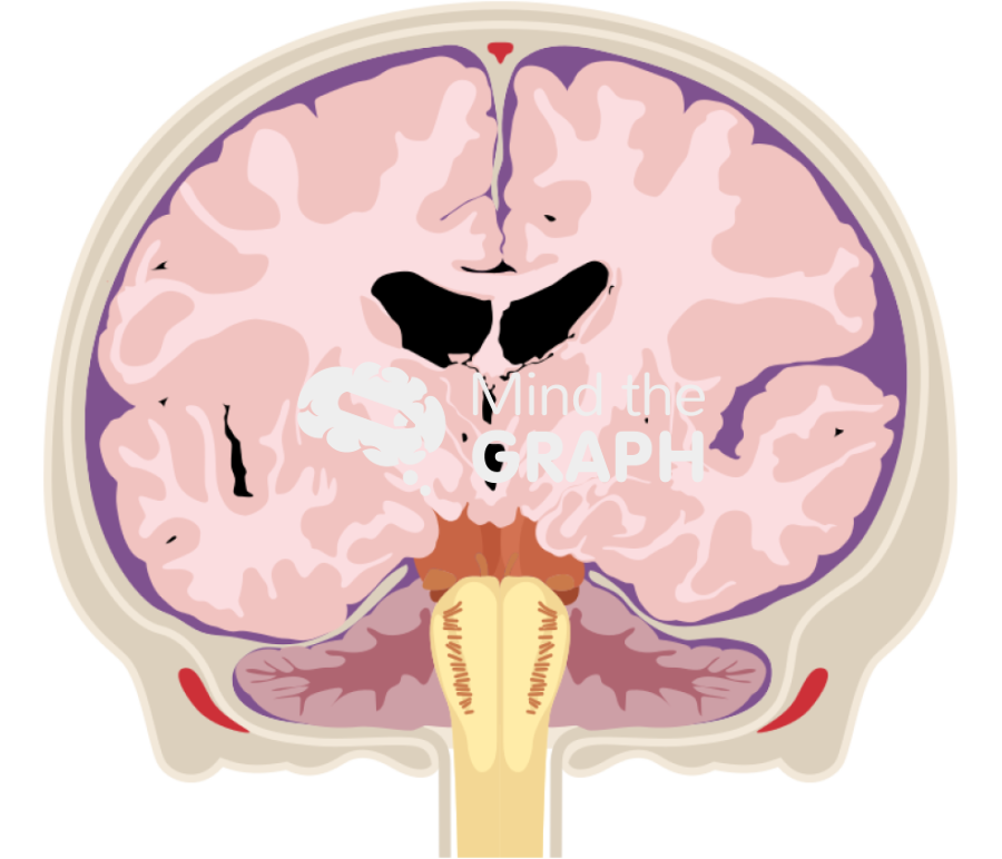 Brain branium cranium frontal cut Icons, Symbols, Pictures, and Images