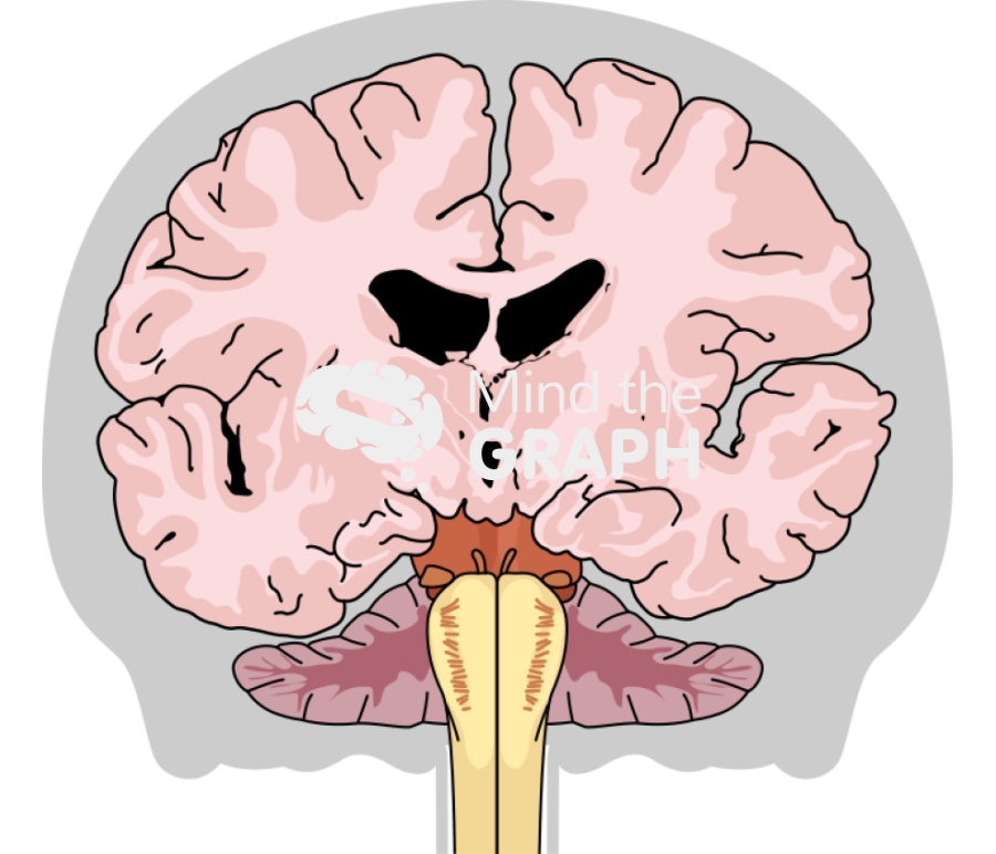 Brain cranium frontal cut shape Icons, Symbols, Pictures, and Images