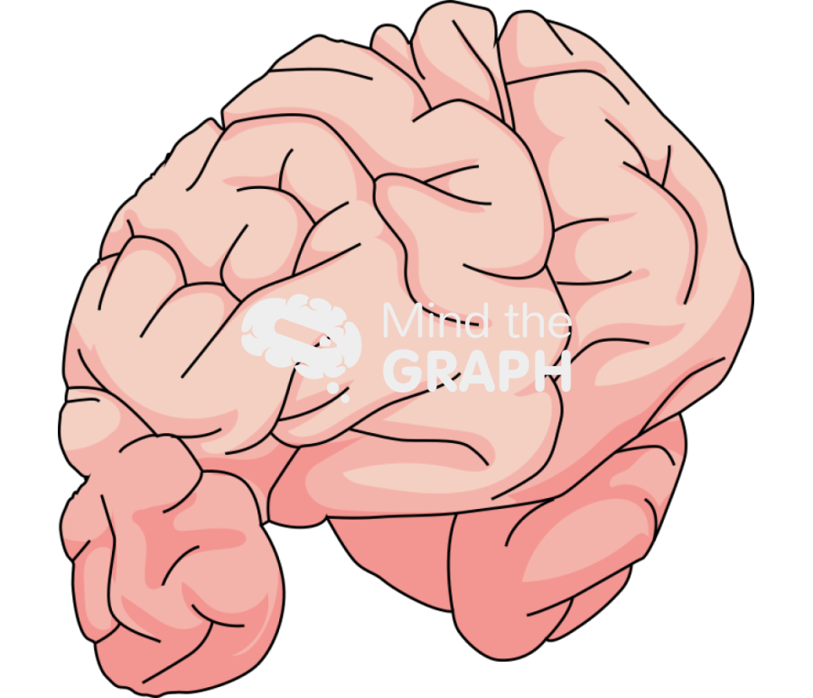 Brain cut anterior perspective view Icons, Symbols, Pictures, and Images