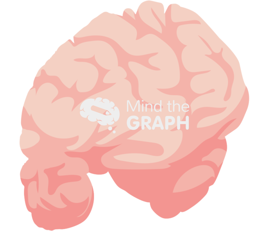 Brain cut anterior perspective view Icons, Symbols, Pictures, and Images
