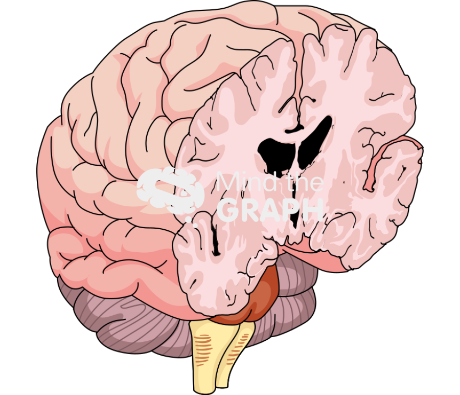 Brain cut posterior perspective view Icons, Symbols, Pictures, and Images