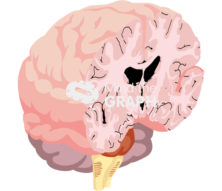 Brain cut posterior perspective view Icons, Symbols, Pictures, and Images