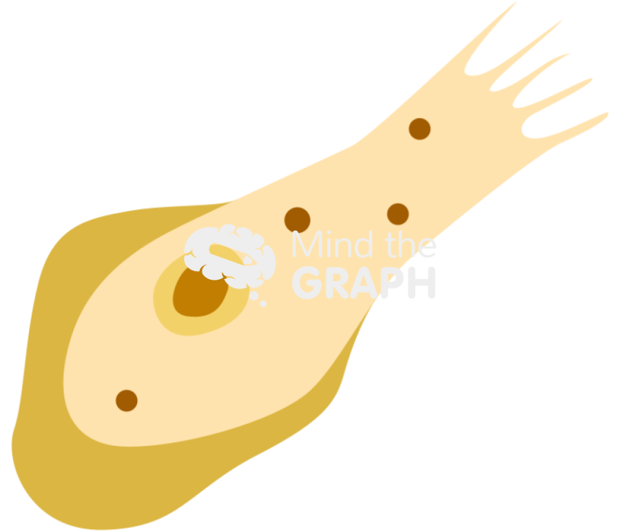 Brain eating amoeba naegleria fowleri trophozoite Icons, Symbols, Pictures, and Images