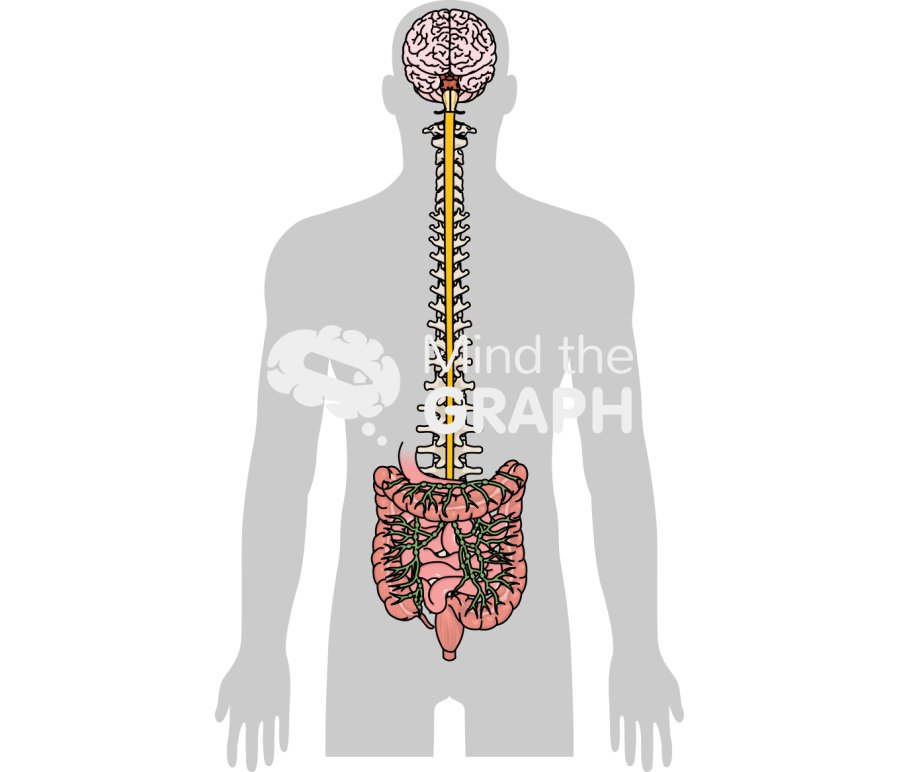 Brain gut axis 2 Icons, Symbols, Pictures, and Images