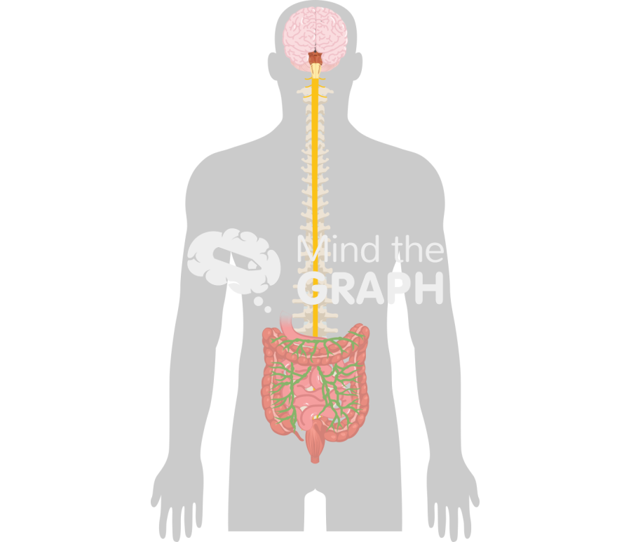 Brain gut axis 2 Icons, Symbols, Pictures, and Images