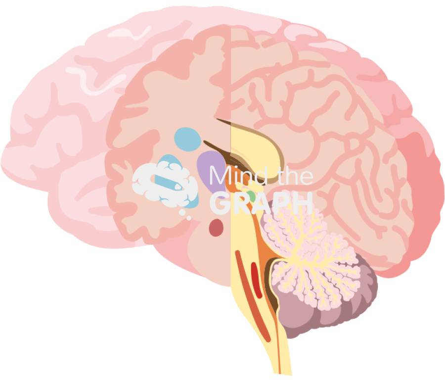 Brain human coronal sagittal cut Icons, Symbols, Pictures, and Images