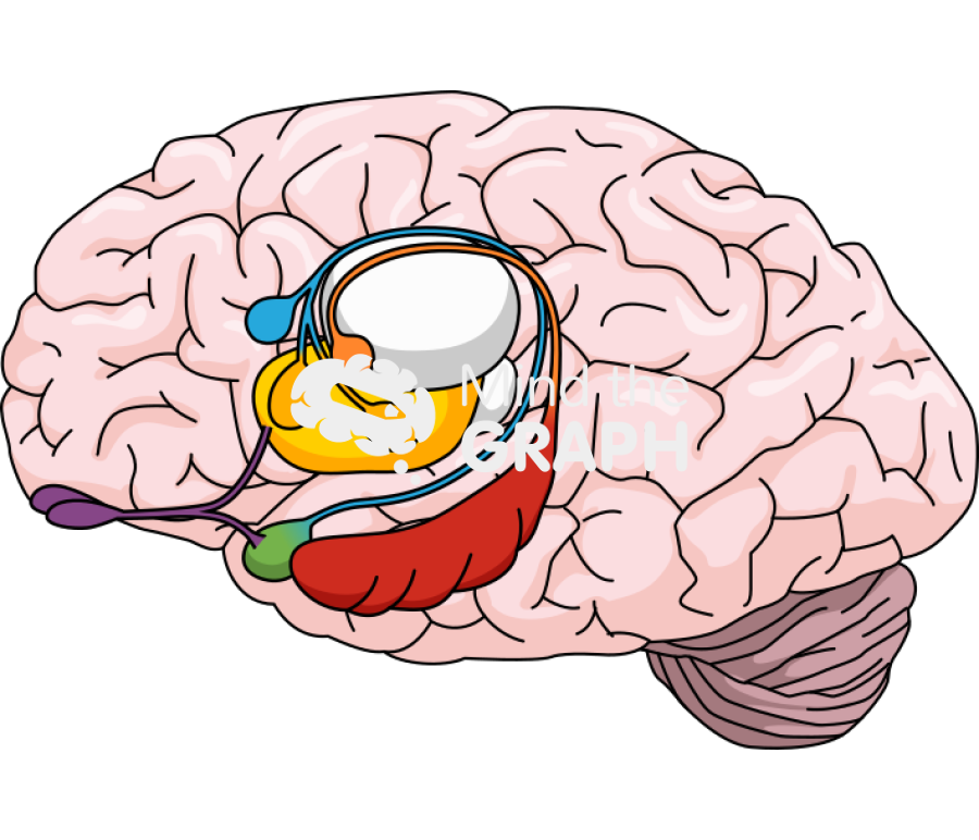 Brain human highlight structure lateral Icons, Symbols, Pictures, and Images