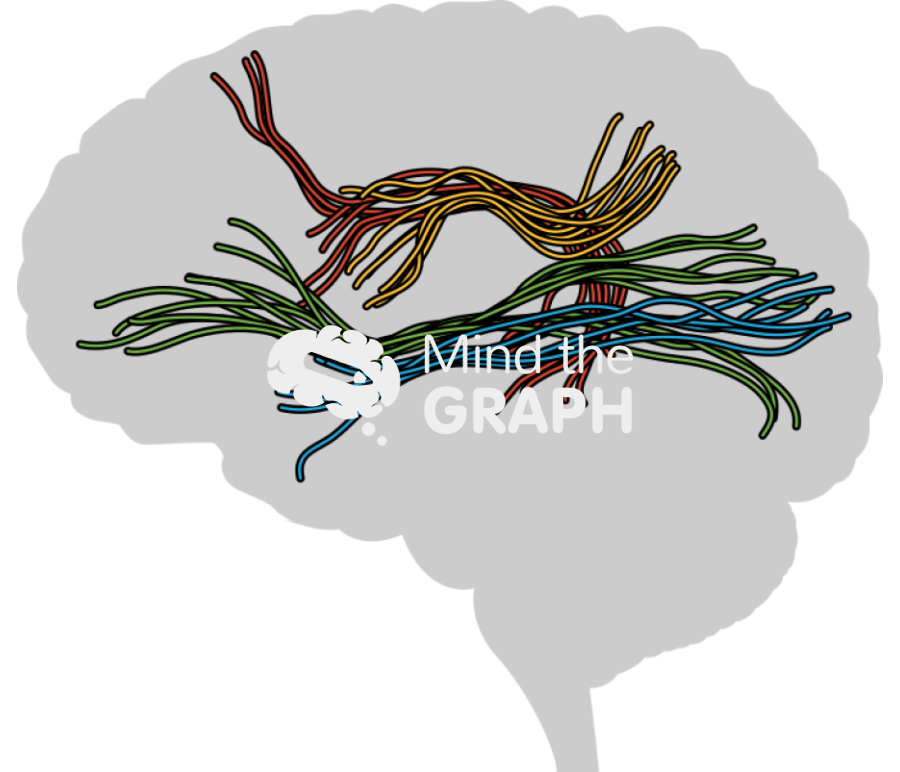 Brain human white matter fibres sagittal cut shape Icons, Symbols, Pictures, and Images