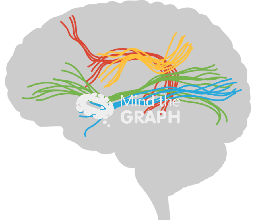 Brain human white matter fibres sagittal cut shape Icons, Symbols, Pictures, and Images