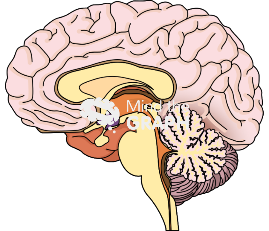 Brain hypothalamus lateral Icons, Symbols, Pictures, and Images