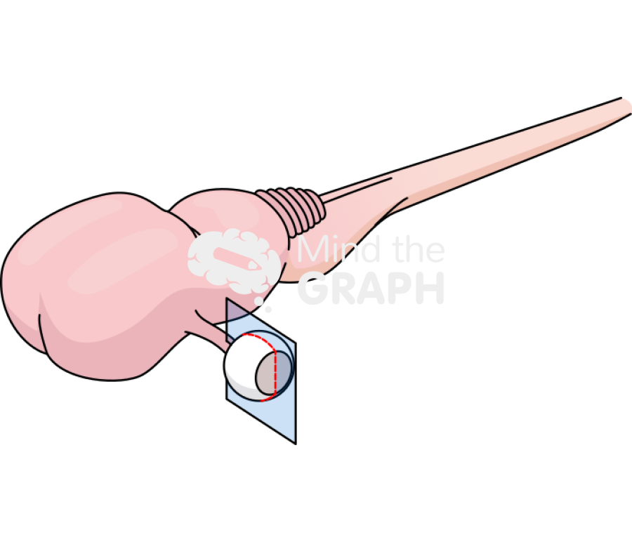 Brain mouse embryo left eye section Icons, Symbols, Pictures, and Images