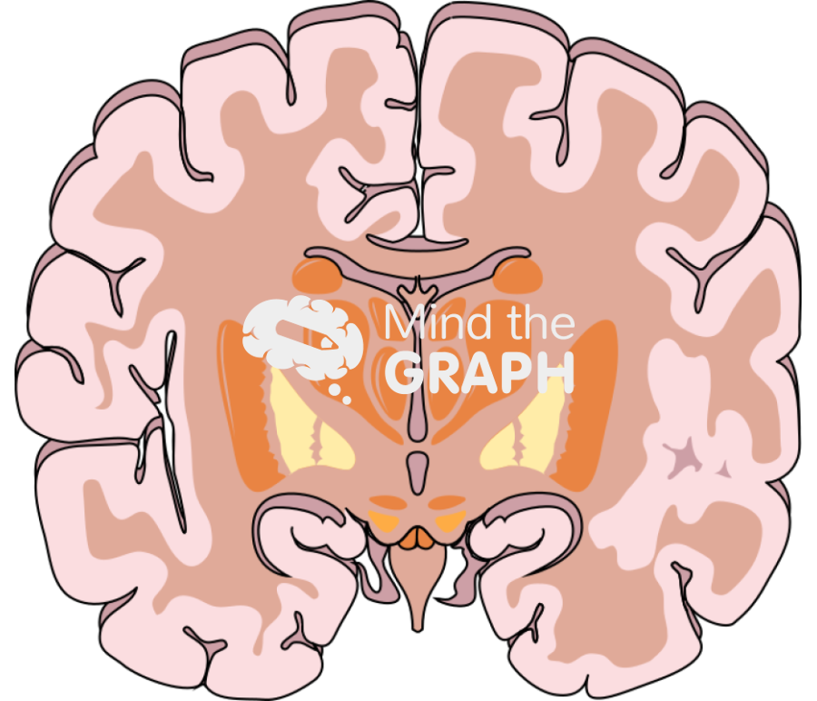 Brain section 3 Icons, Symbols, Pictures, and Images