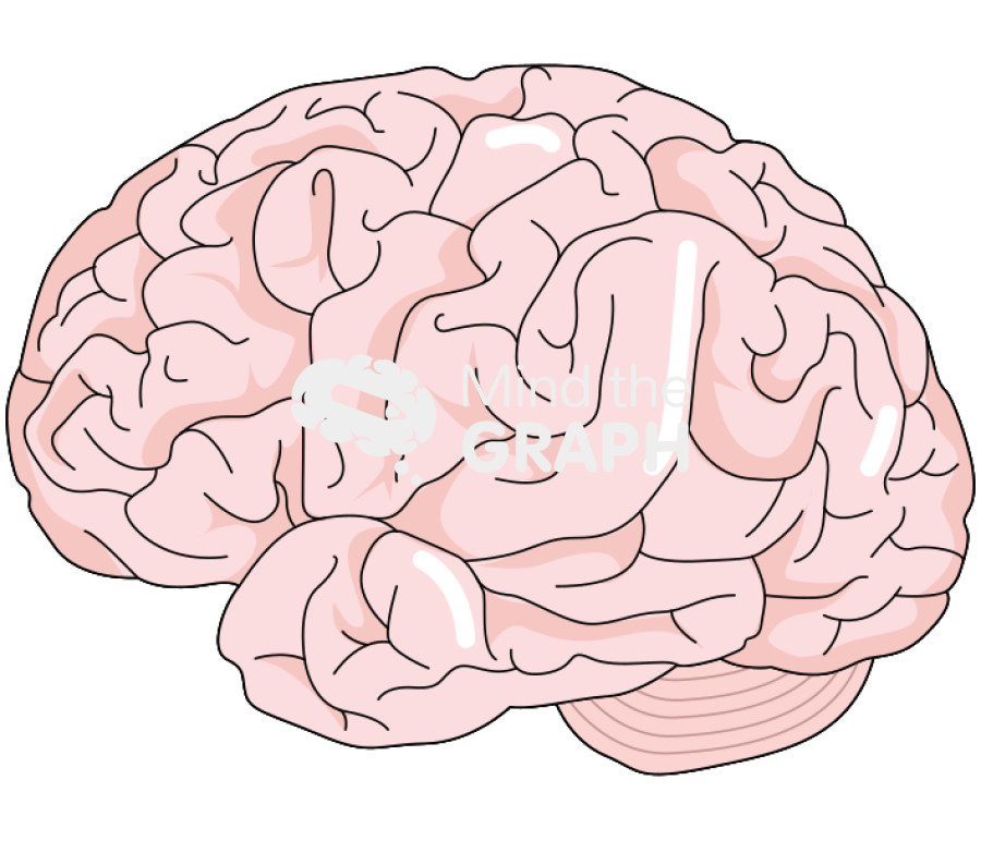 Brain side Icons, Symbols, Pictures, and Images