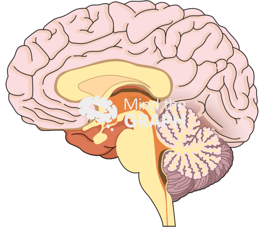 Brain side cut Icons, Symbols, Pictures, and Images