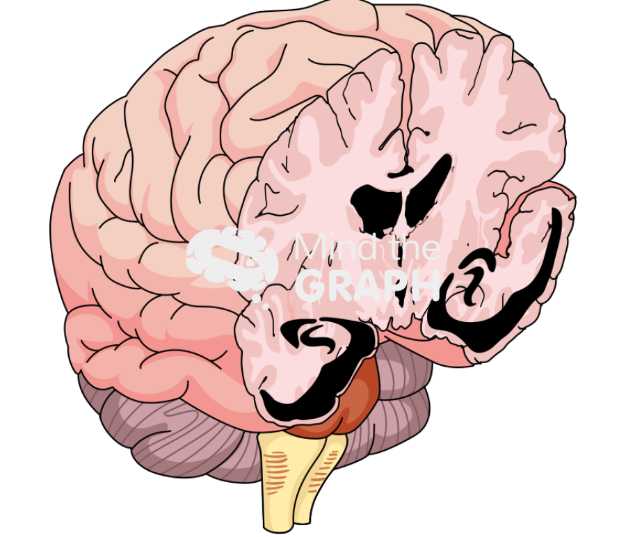 Brain subgranular zone Icons, Symbols, Pictures, and Images