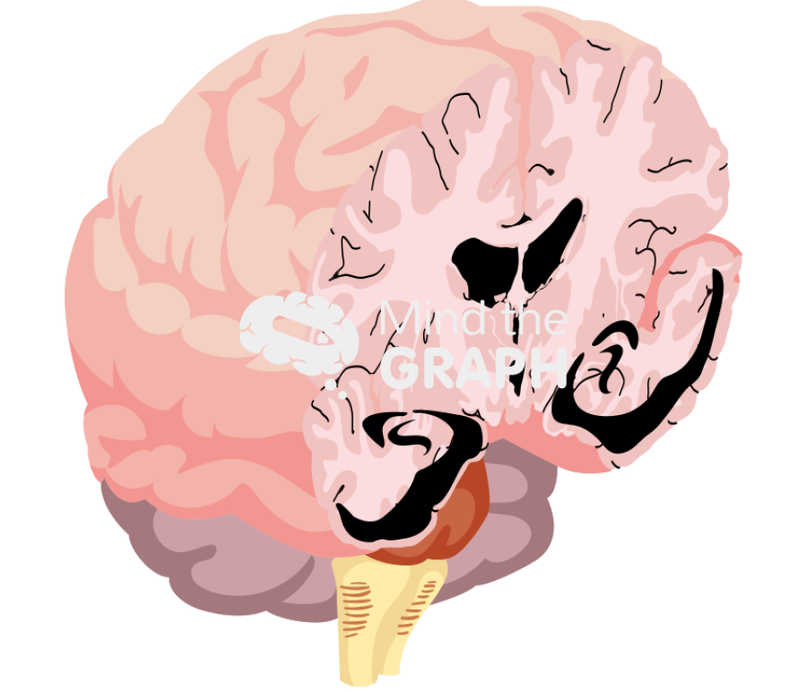 Brain subgranular zone Icons, Symbols, Pictures, and Images