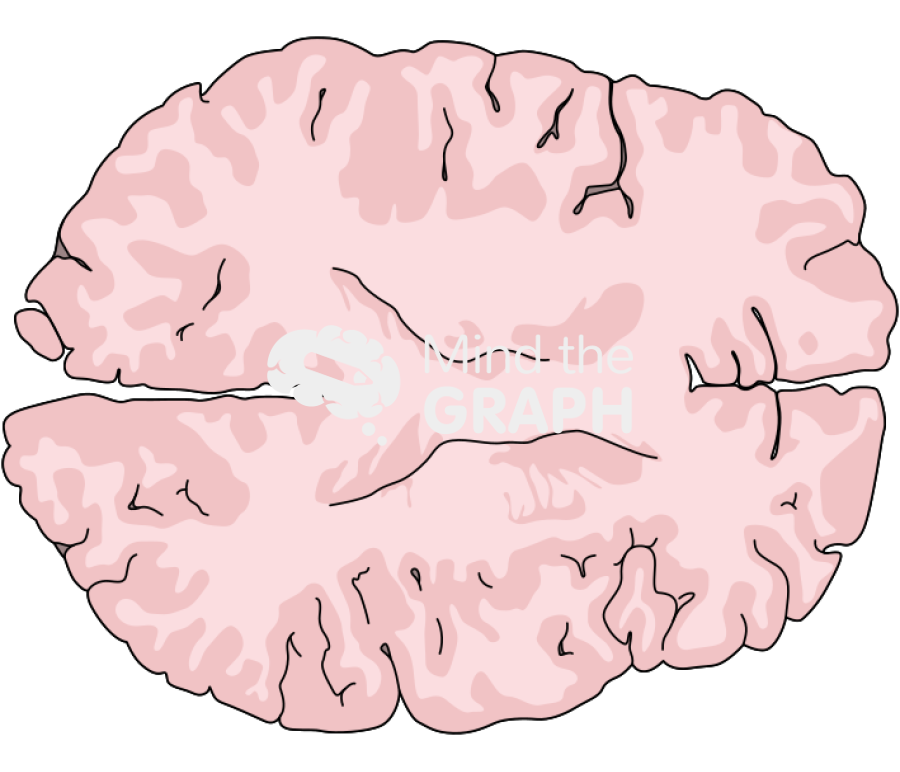 Brain top cut Icons, Symbols, Pictures, and Images