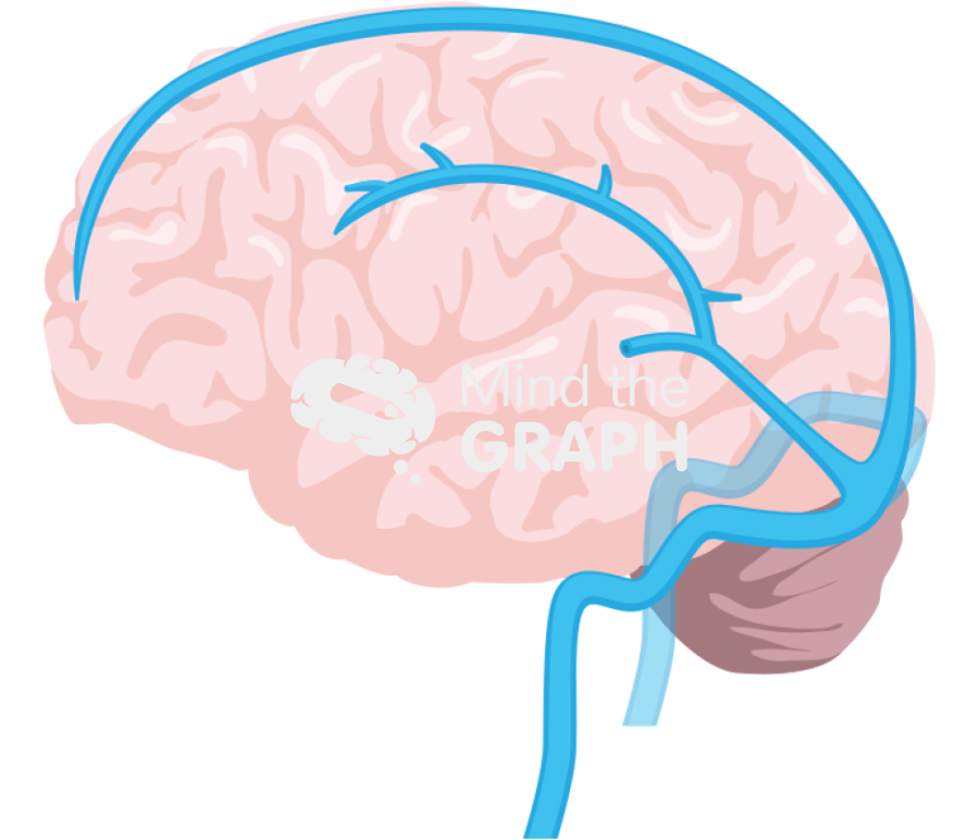 Brain venous system 1 Icons, Symbols, Pictures, and Images