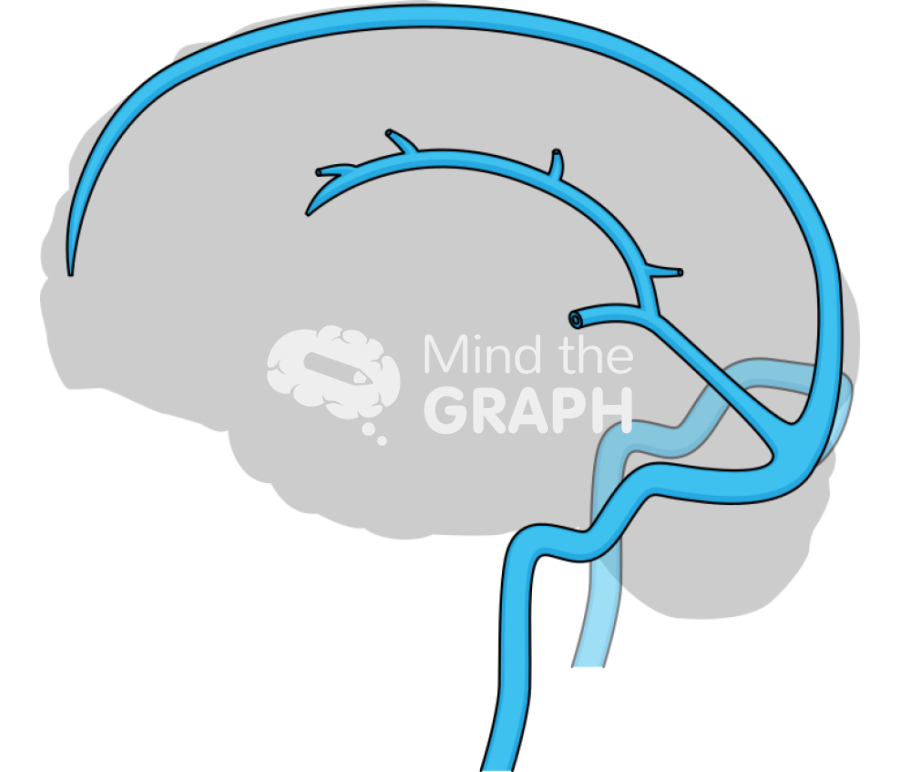Brain venous system 2 Icons, Symbols, Pictures, and Images