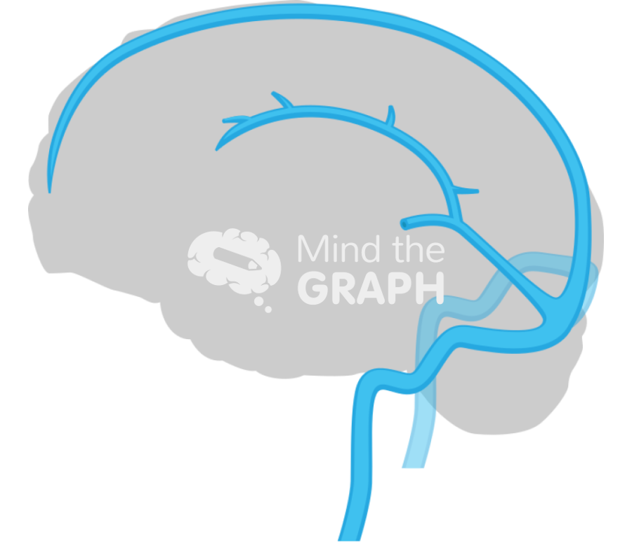 Brain venous system 2 Icons, Symbols, Pictures, and Images