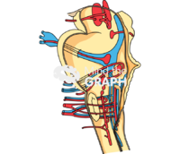 Brainstem side cut Icons, Symbols, Pictures, and Images