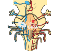 Braintem front cut Icons, Symbols, Pictures, and Images