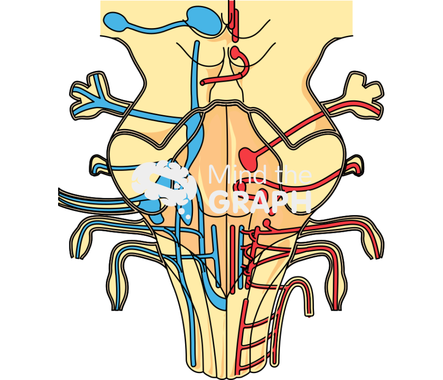 Braintem front cut Icons, Symbols, Pictures, and Images
