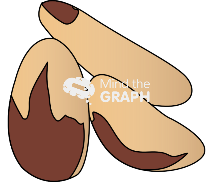 Brazil nut Icons, Symbols, Pictures, and Images