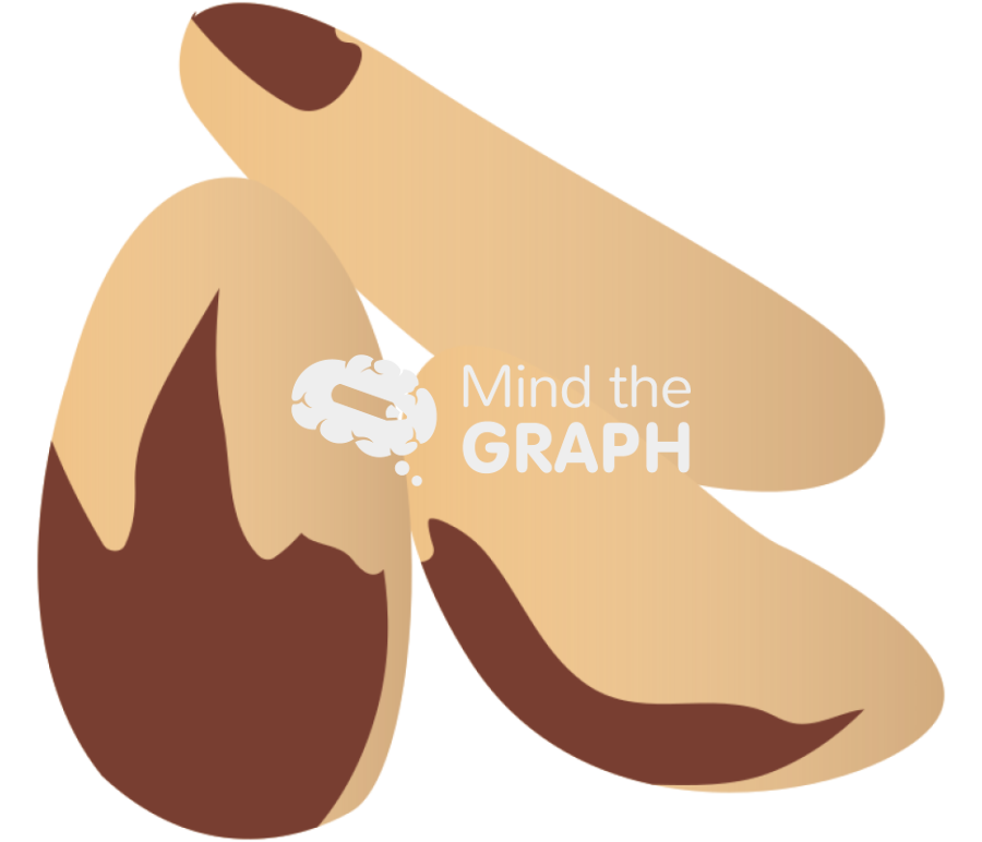 Brazil nut Icons, Symbols, Pictures, and Images