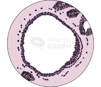 Breast duct histology zoom Icons, Symbols, Pictures, and Images