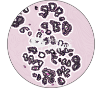 Breast lobule histology zoom Icons, Symbols, Pictures, and Images