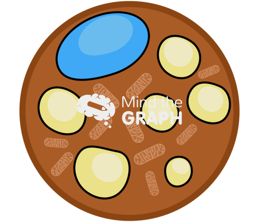 Brown adipocyte Icons, Symbols, Pictures, and Images