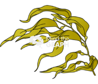 Brown seaweed phaeophyceae Icons, Symbols, Pictures, and Images