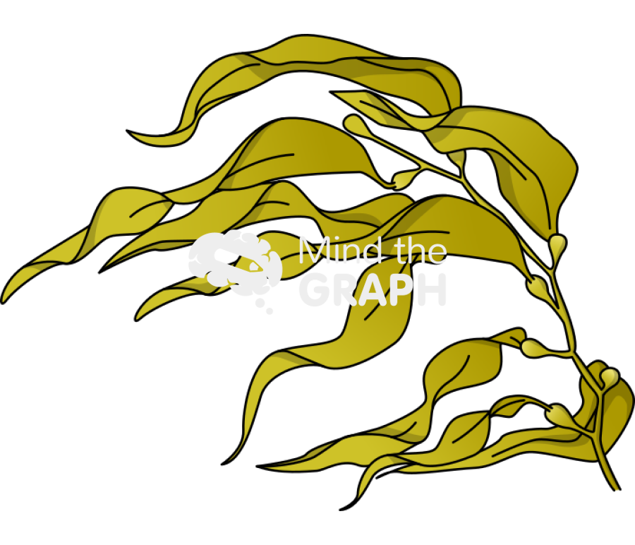 Brown seaweed phaeophyceae Icons, Symbols, Pictures, and Images