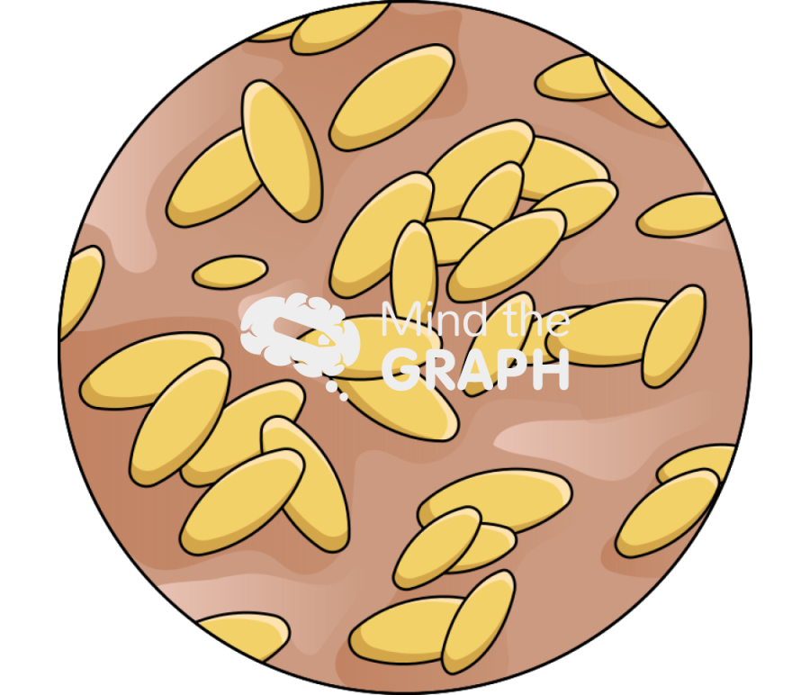 Brucella spp zoom Icons, Symbols, Pictures, and Images