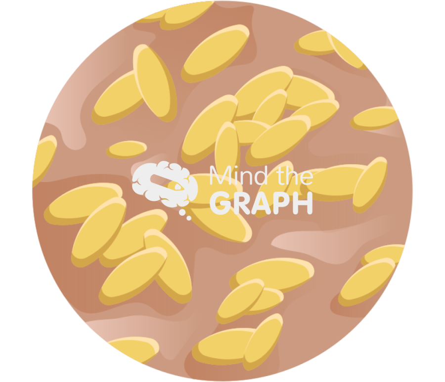 Brucella spp zoom Icons, Symbols, Pictures, and Images